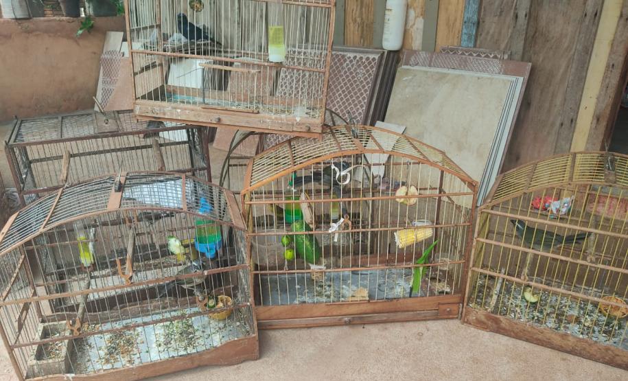 Setor de fiscalização do Instituto Água e Terra (IAT) resgatou seis aves silvestres de um criador clandestino em Perobal, no Noroeste do Paraná