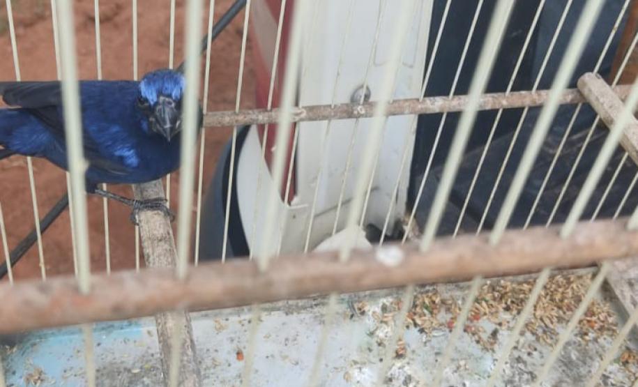 Setor de fiscalização do Instituto Água e Terra (IAT) resgatou seis aves silvestres de um criador clandestino em Perobal, no Noroeste do Paraná