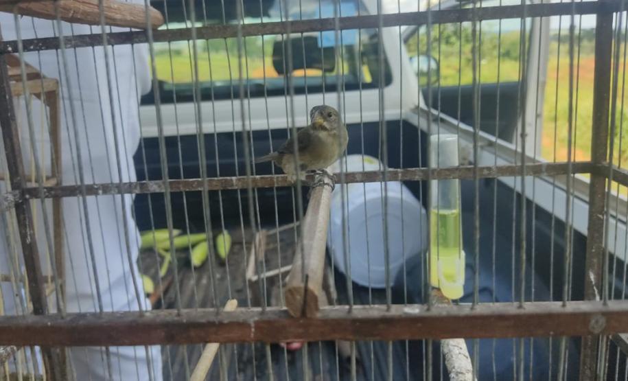 Setor de fiscalização do Instituto Água e Terra (IAT) resgatou seis aves silvestres de um criador clandestino em Perobal, no Noroeste do Paraná