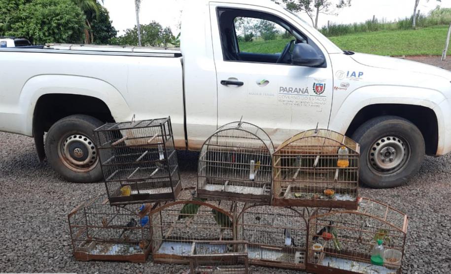 Setor de fiscalização do Instituto Água e Terra (IAT) resgatou seis aves silvestres de um criador clandestino em Perobal, no Noroeste do Paraná