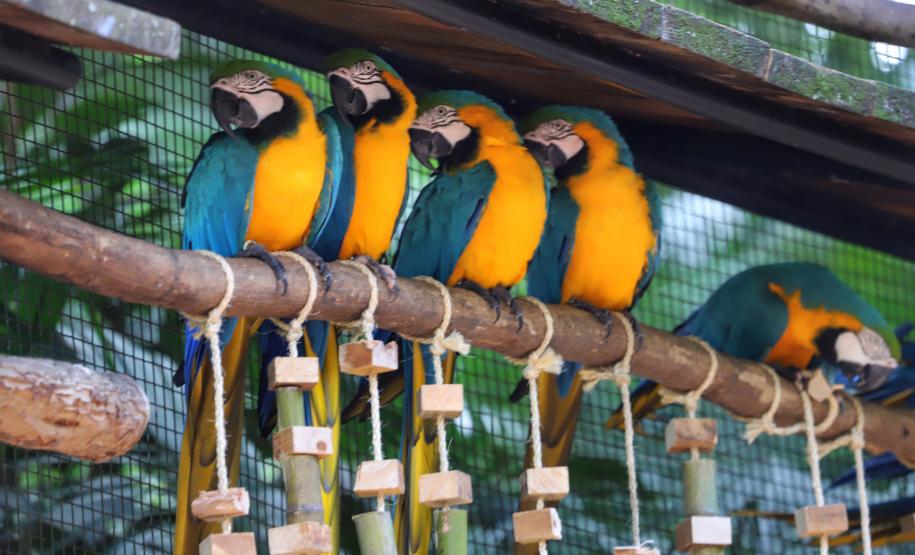 Foto de araras em poleiro