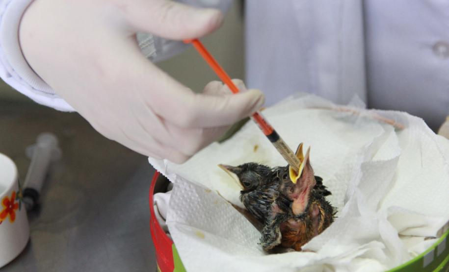 Foto de profissional alimentando pássaro