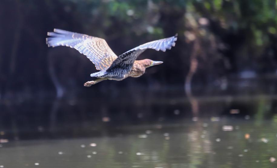Ave sobrevoando lago