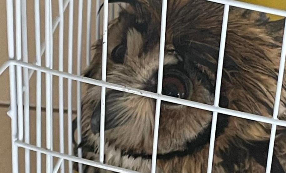 Técnicos do Instituto Água e Terra (IAT) do Núcleo Regional de Pitanga, na região Central do Paraná, resgataram nesta segunda-feira (8) uma coruja Asio clamator, popularmente conhecida como coruja-orelhuda.