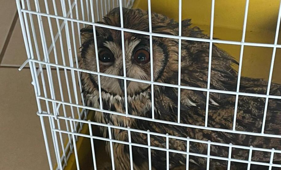 Técnicos do Instituto Água e Terra (IAT) do Núcleo Regional de Pitanga, na região Central do Paraná, resgataram nesta segunda-feira (8) uma coruja Asio clamator, popularmente conhecida como coruja-orelhuda.