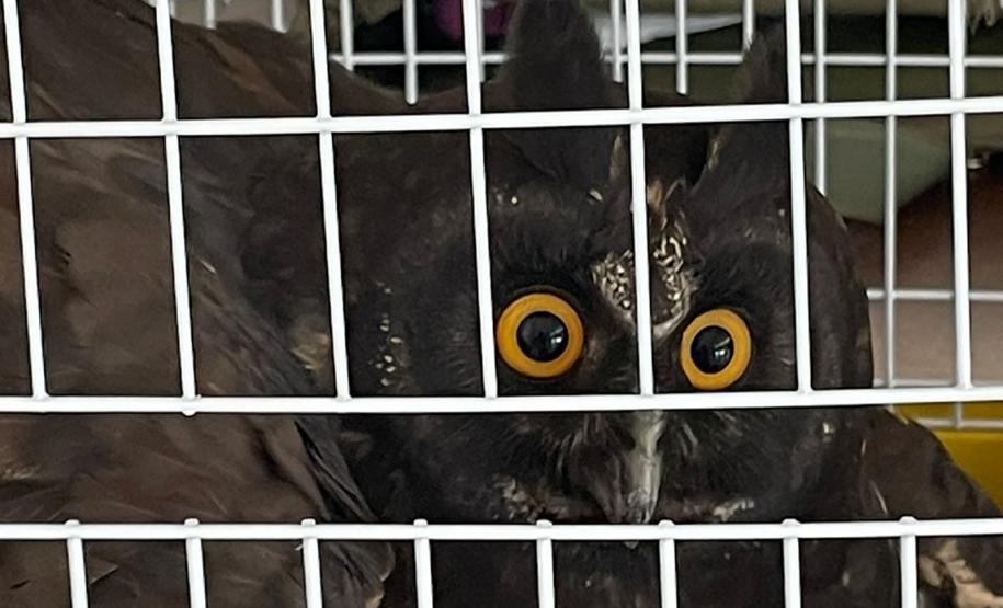 Dos 762 animais que deram entrada no CAFS de Guarapúava entre outubro de 2020 e maio de 2023, 538 eram aves – 70% do total. Predominância resultou em um Trabalho de Conclusão de Curso (TCC) dentro da Unicentro