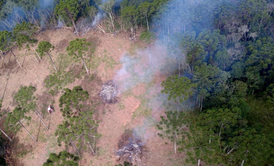Estado aplica R$ 3,6 milhões em multas por desmatamento de 462 hectares nos Campos Gerais