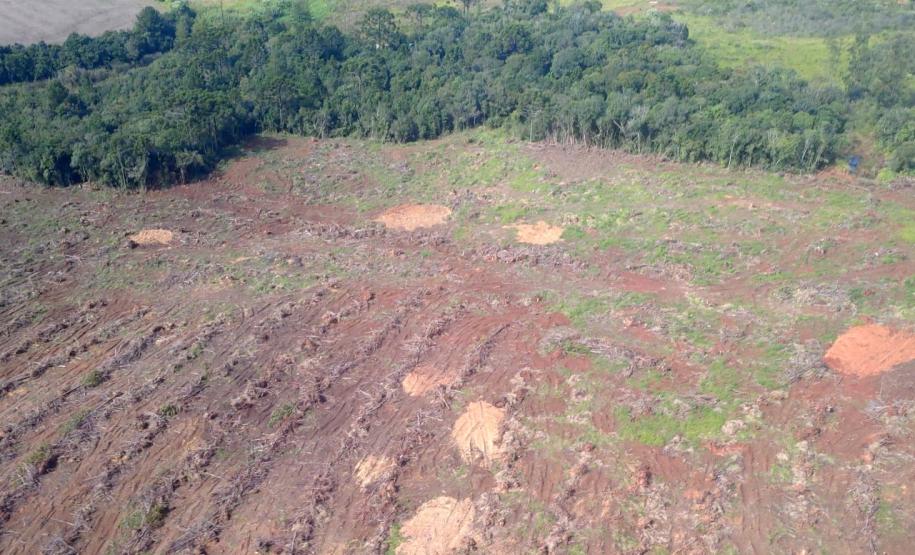 Estado aplica R$ 3,6 milhões em multas por desmatamento de 462 hectares nos Campos Gerais