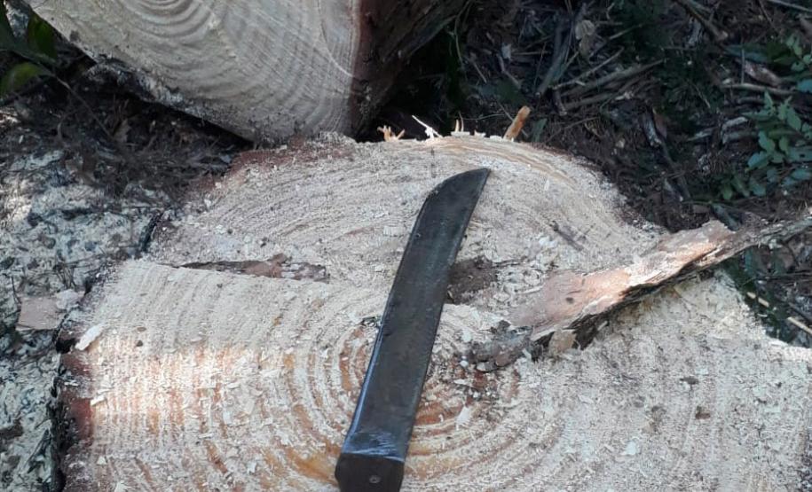Facão em cima de toco de árvore cortada