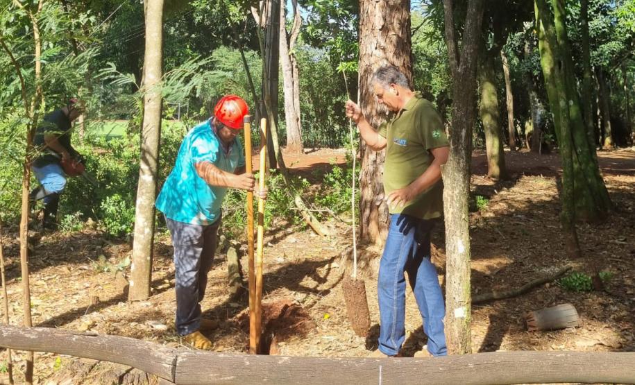 Operários cortando árvore