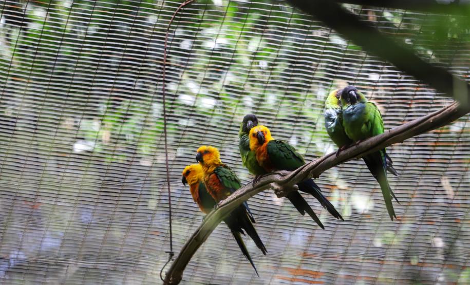 AVES DIVERSAS, COLORIDAS EM VIVEIRO EM FOZ DO IGUAÇU