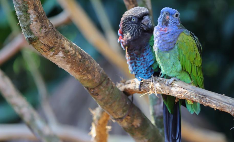 AVES DIVERSAS, COLORIDAS EM VIVEIRO EM FOZ DO IGUAÇU