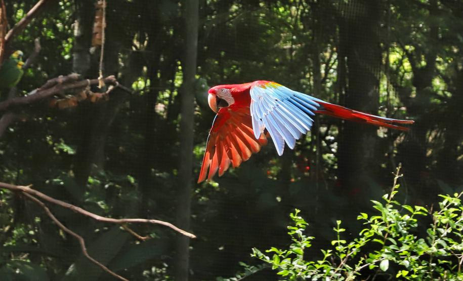 AVES DIVERSAS, COLORIDAS EM VIVEIRO EM FOZ DO IGUAÇU