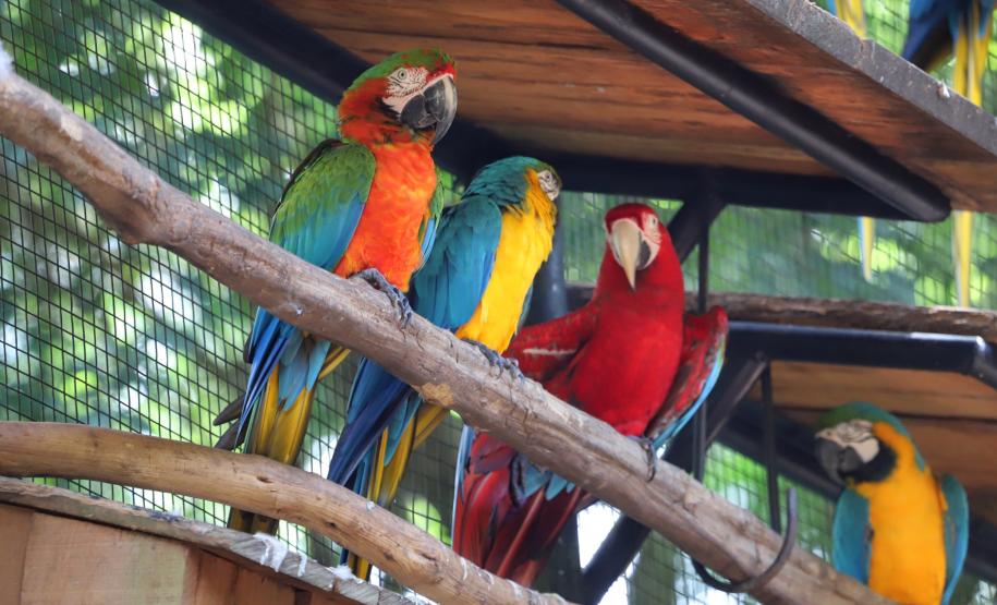 AVES DIVERSAS, COLORIDAS EM VIVEIRO EM FOZ DO IGUAÇU
