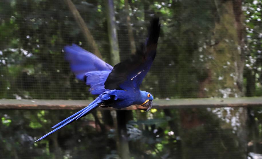 AVES DIVERSAS, COLORIDAS EM VIVEIRO EM FOZ DO IGUAÇU