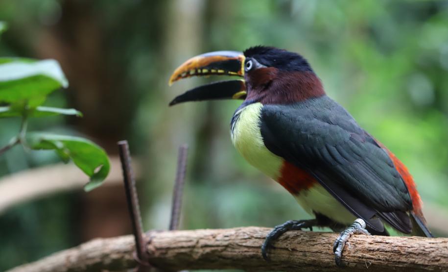 AVES DIVERSAS, COLORIDAS EM VIVEIRO EM FOZ DO IGUAÇU