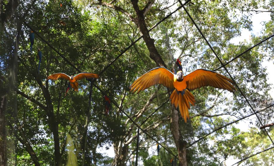 AVES DIVERSAS, COLORIDAS EM VIVEIRO EM FOZ DO IGUAÇU