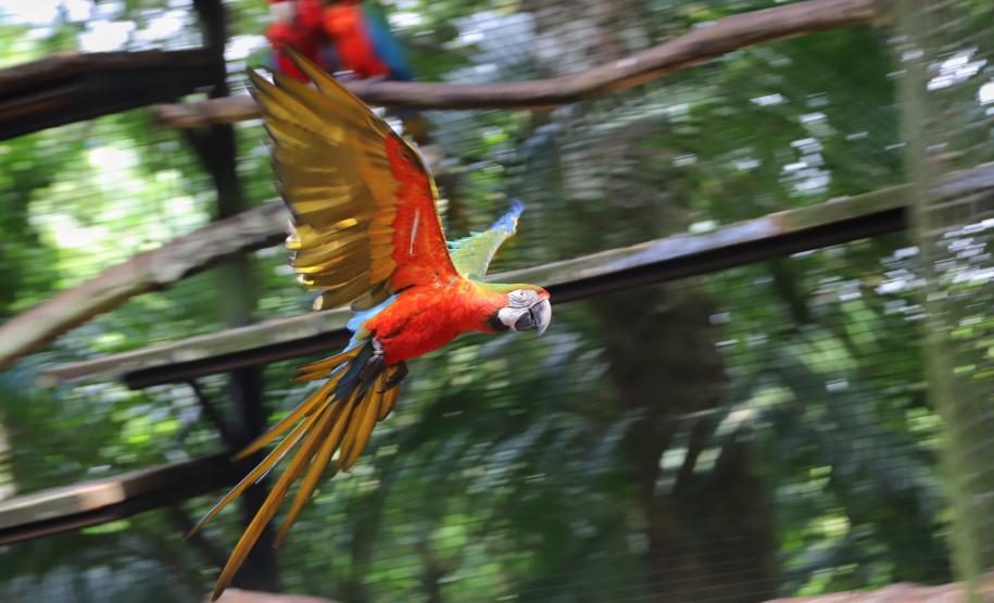 AVES DIVERSAS, COLORIDAS EM VIVEIRO EM FOZ DO IGUAÇU