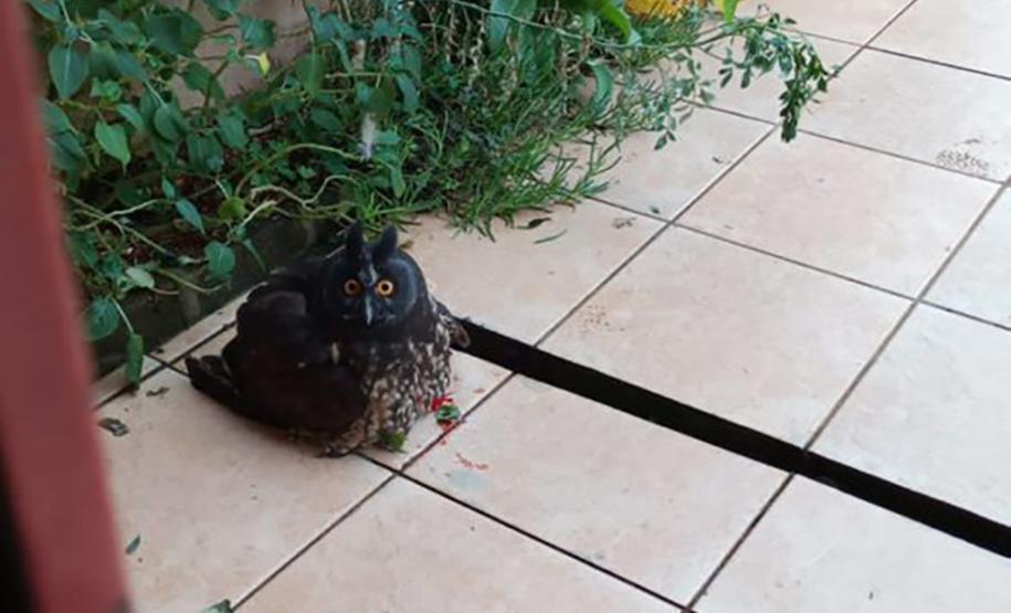 Coruja resgatada por técnicos do IAT está sob cuidados de veterinários da Unioeste, em Guarapuava.