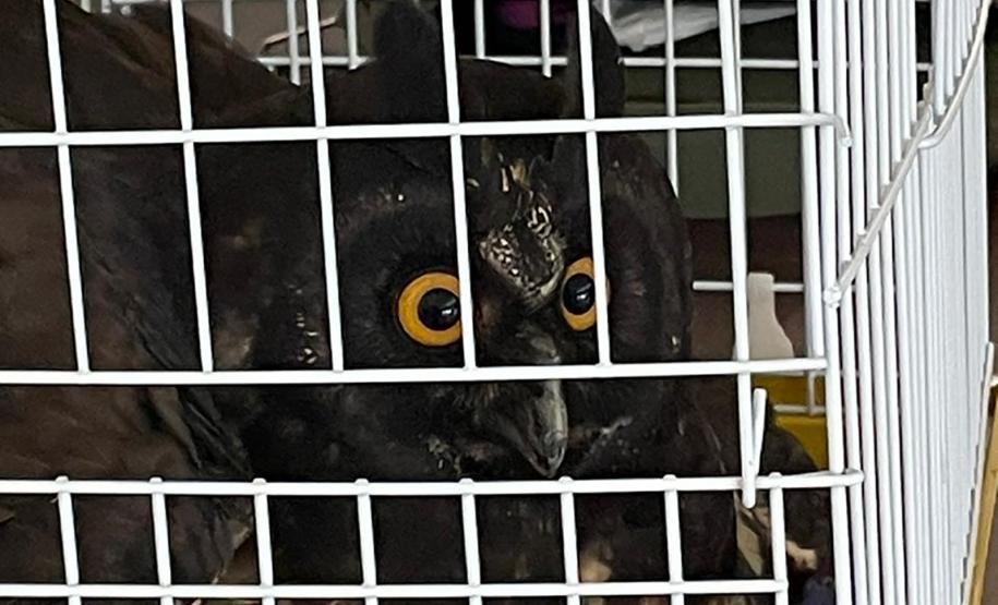 Coruja resgatada por técnicos do IAT está sob cuidados de veterinários da Unioeste, em Guarapuava.