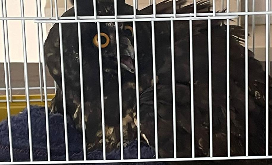 Coruja resgatada por técnicos do IAT está sob cuidados de veterinários da Unioeste, em Guarapuava.