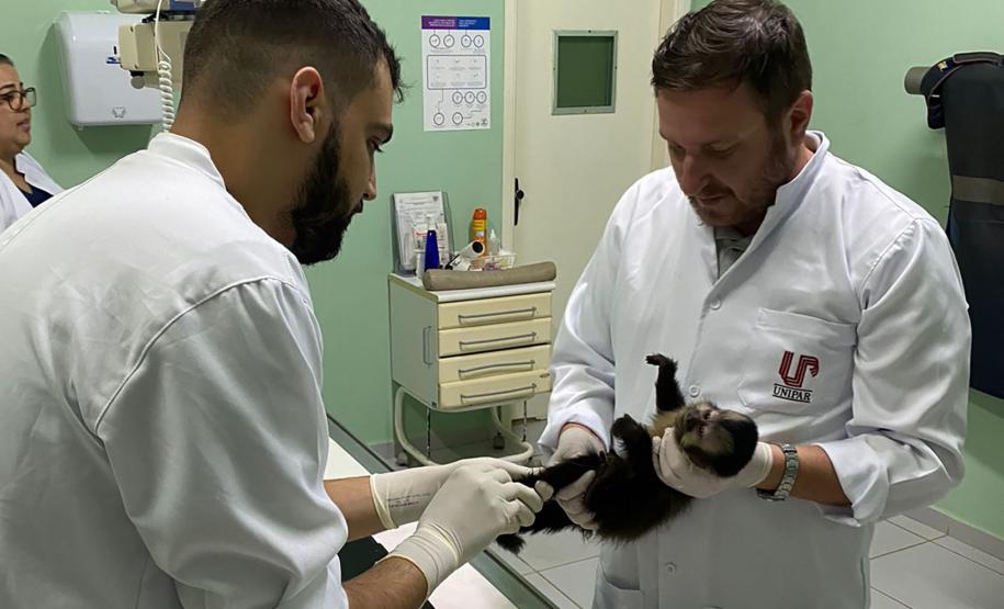 MACACO-PREGO COM FÊMUR QUEBRADO PASSA POR ATENDIMENTO