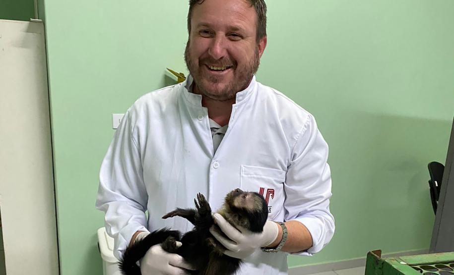 MACACO-PREGO COM FÊMUR QUEBRADO PASSA POR ATENDIMENTO