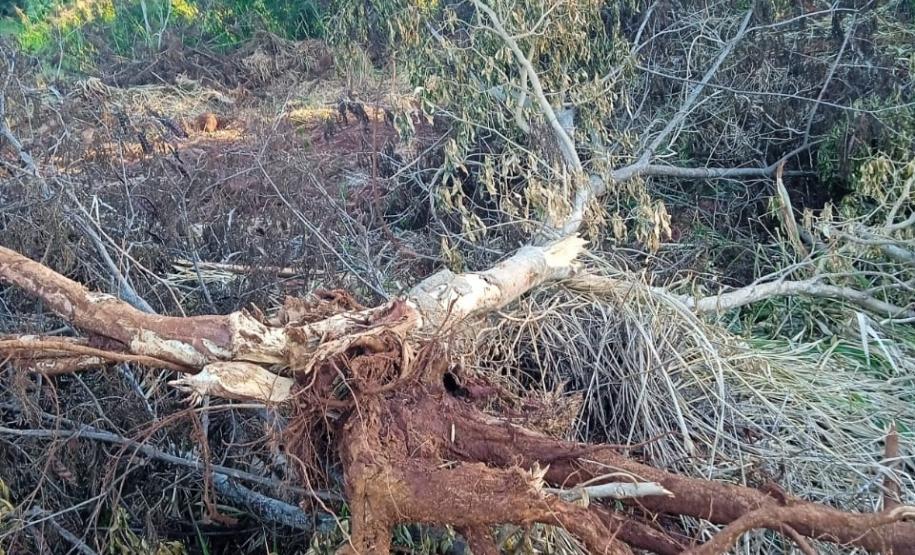 RAÍZES DE ÁRES PARA FORA DA TERRA