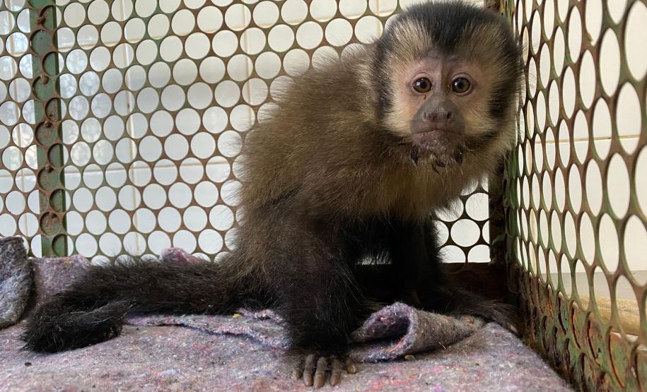 MACACO-PREGO COM FÊMUR QUEBRADO PASSA POR ATENDIMENTO