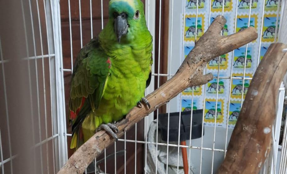 Dos 762 animais que deram entrada no CAFS de Guarapúava entre outubro de 2020 e maio de 2023, 538 eram aves – 70% do total. Predominância resultou em um Trabalho de Conclusão de Curso (TCC) dentro da Unicentro