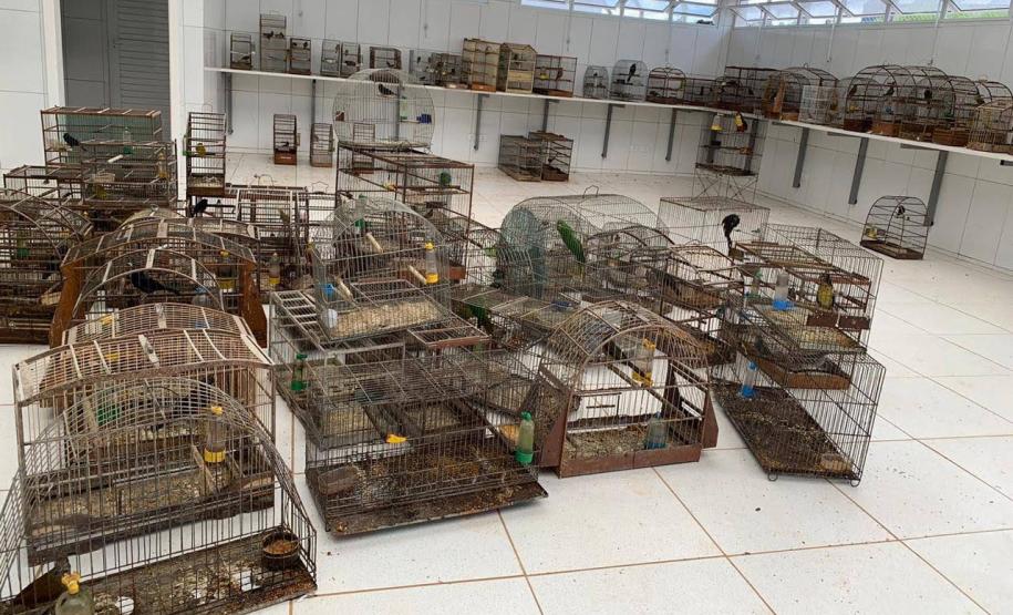 Dos 762 animais que deram entrada no CAFS de Guarapúava entre outubro de 2020 e maio de 2023, 538 eram aves – 70% do total. Predominância resultou em um Trabalho de Conclusão de Curso (TCC) dentro da Unicentro