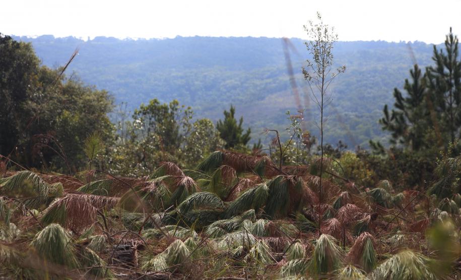 Instituto Água e Terra estabeleceu novos procedimentos para o cultivo para fins comerciais de pinus, gramíneas, árvores frutíferas, plantas ornamentais e para sombreamento e acácia-negra, todas consideradas plantas exóticas invasoras no Paraná.