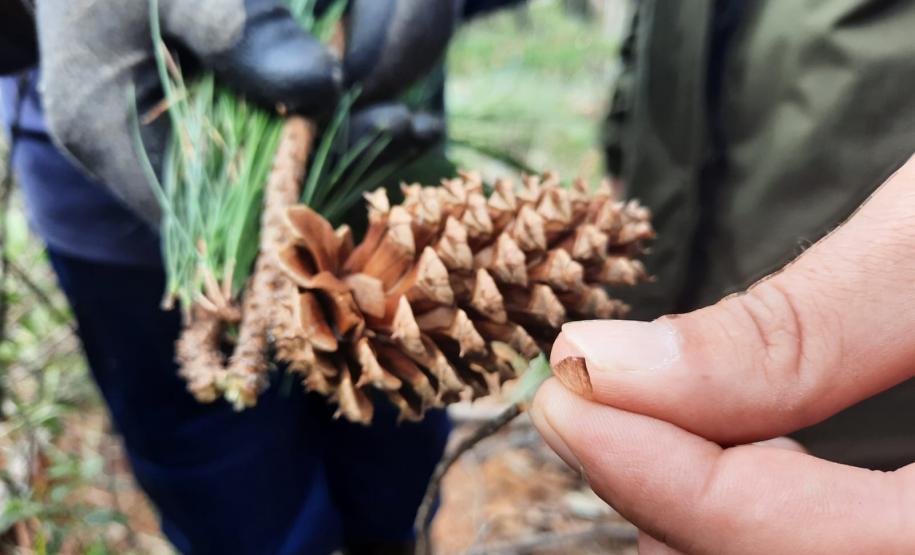 Instituto Água e Terra estabeleceu novos procedimentos para o cultivo para fins comerciais de pinus, gramíneas, árvores frutíferas, plantas ornamentais e para sombreamento e acácia-negra, todas consideradas plantas exóticas invasoras no Paraná.