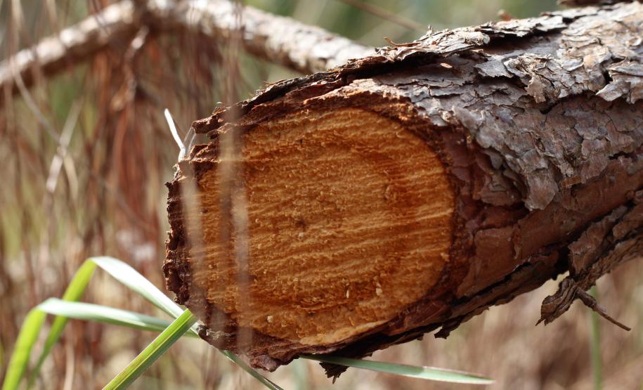 Instituto Água e Terra estabeleceu novos procedimentos para o cultivo para fins comerciais de pinus, gramíneas, árvores frutíferas, plantas ornamentais e para sombreamento e acácia-negra, todas consideradas plantas exóticas invasoras no Paraná.
