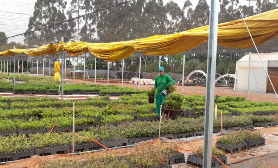 Foto de viveiro de mudas