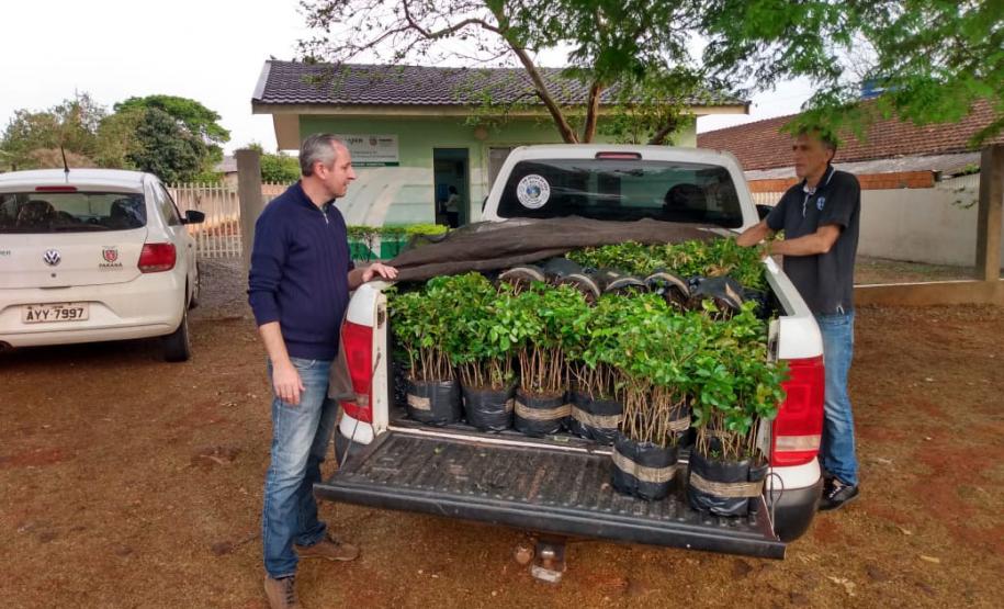 Foto de mudas em caminhonete