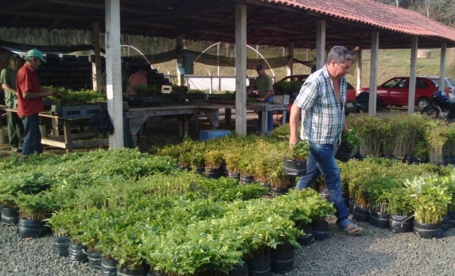 Foto de viveiro de mudas