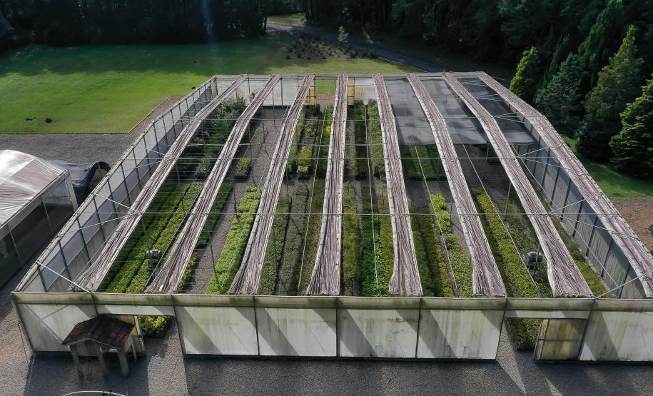 Foto de viveiro de mudas