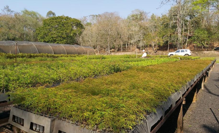 Foto de viveiro de mudas