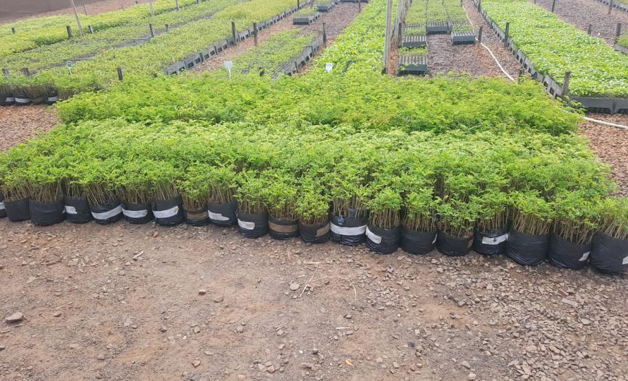 Foto de viveiro de mudas