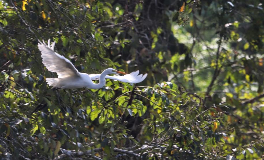 Foto de pássaro sobrevoando floresta