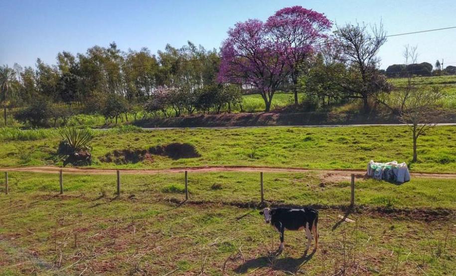 Foto de propriedade rural com vaca