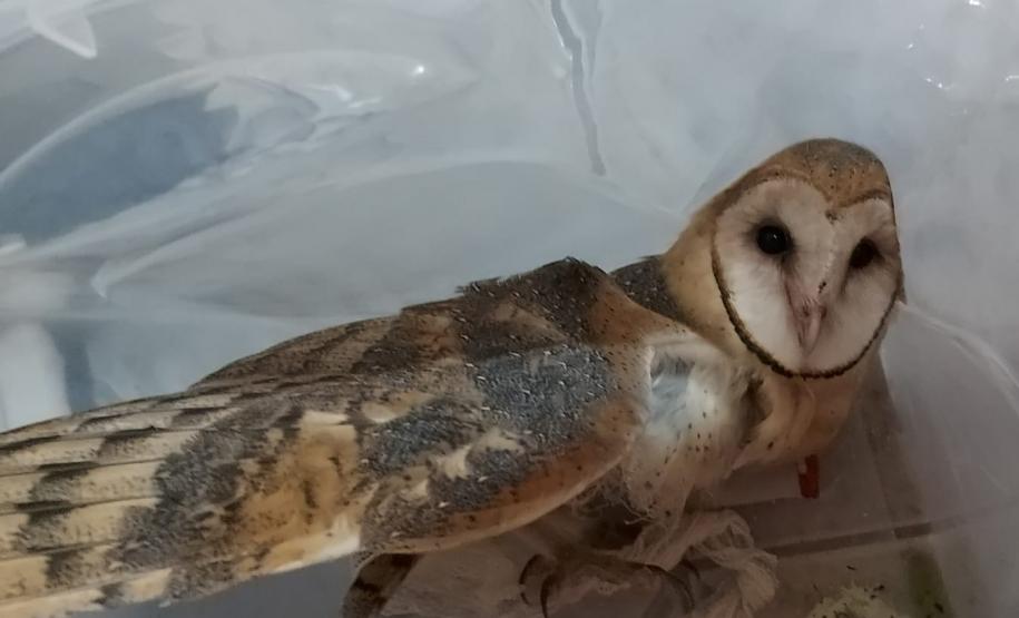 Coruja foi encaminhada para o Centro de Apoio à Fauna Silvestre (CAFS), clínica veterinária da Universidade Estadual do Centro-Oeste (Unicentro), de Guarapuava, e já iniciou tratamento