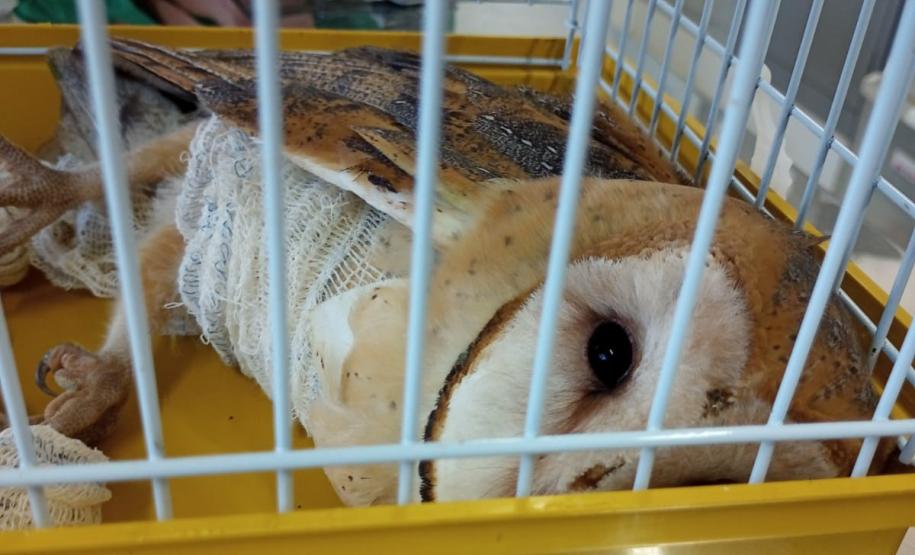 Coruja foi encaminhada para o Centro de Apoio à Fauna Silvestre (CAFS), clínica veterinária da Universidade Estadual do Centro-Oeste (Unicentro), de Guarapuava, e já iniciou tratamento