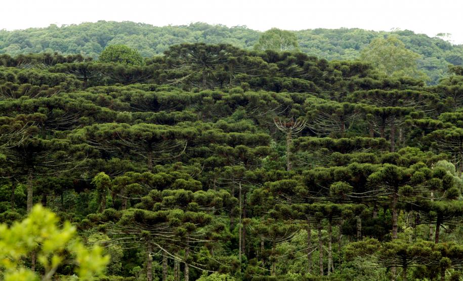 Foto de floresta de Araucárias