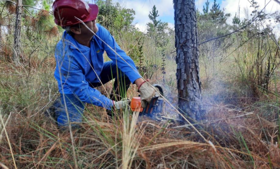 Foto de homem cortando árvore com motosserra