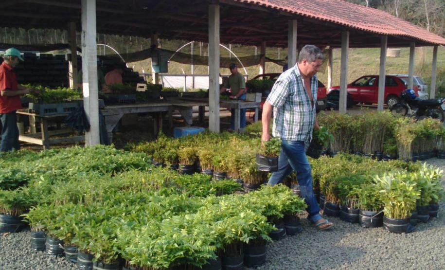 Foto de viveiro de mudas