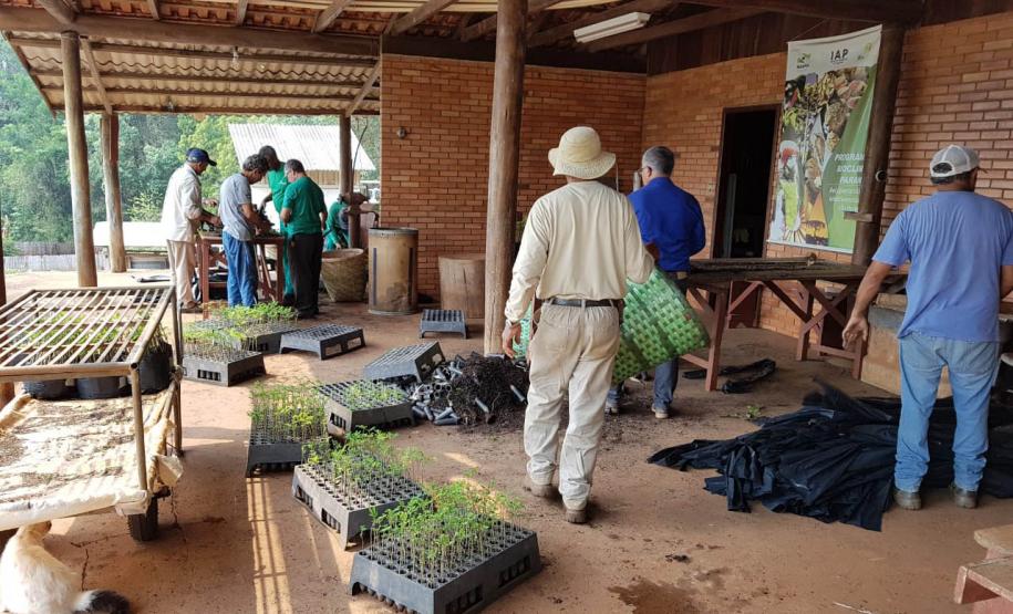 Foto de viveiro de mudas