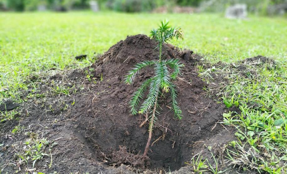 Foto de muda plantada