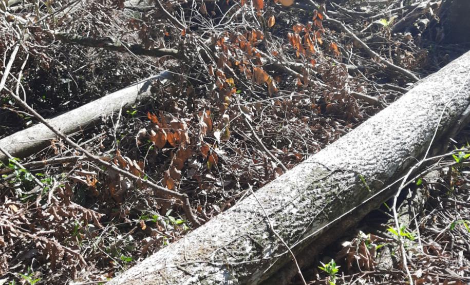 Foto de área desmatada